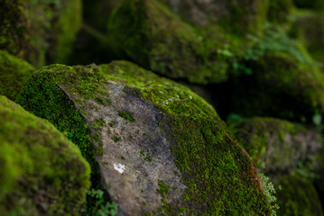 Rocks that have grown moss