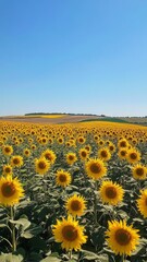Naklejka premium Vibrant Sunflower Field under a Brilliant Blue Sky, A breathtaking expanse of golden sunflowers swaying gently in the breeze, radiating warmth and joy beneath a cloudless azure backdrop