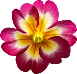 Vibrant flower with striking pink and yellow petals showcasing nature's beauty.