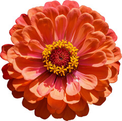 Vibrant orange flower with intricate petals and a striking yellow center, perfect for nature lovers and floral enthusiasts.