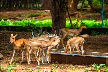 Deers family. Picture clicked at Arignar Anna Zoological Park, Chennai, Tamil Nadu, South India, India