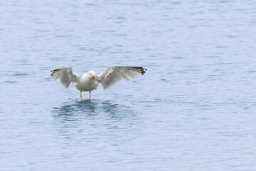 Herring Gull Larus argentatus in close view on Normandy coasts