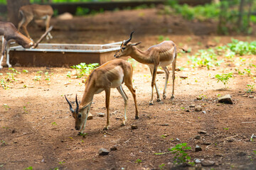 Pair of Deers in the woods. Picture clicked at Arignar Anna Zoological Park