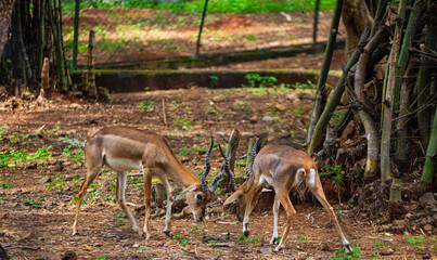 Deers fighting. Picture clicked at Arignar Anna Zoological Park