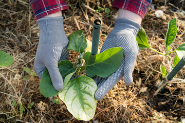 white spots on eggplant seedlings, the leaves of the eggplant plant dry out and turn yellow in the greenhouse