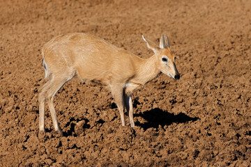 A common duiker antelope (Sylvicapra grimmia) in natural habitat, Mokala National Park, South Africa.