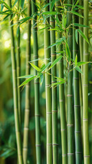 A Verdant Symphony: Tall, Slender Bamboo Stalks Reach Towards the Sky, Their Lush Green Leaves Dancing in the Gentle Breeze.