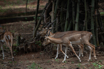 Pair of Deers in the woods. Picture clicked at Arignar Anna Zoological Park, chennai, Tamil Nadu, South India, India