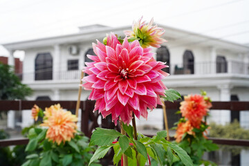 Dahlia, pink flower close-up, front view with white house blurred background, horizontal photo. Dahlia with purple, red, white, magenta stripes in numerous petals blooming on a terrace in South Asia.