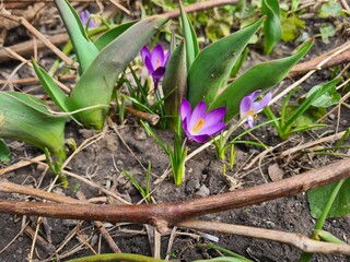 Crocus Flower in a Meadow: A Vibrant Springtime Bloom

