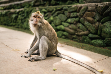 Monkey from Bali