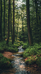 Fototapeta premium A Serene Stream Flows Through a Lush, Sun-Dappled Forest, Creating a Tranquil Oasis of Green.