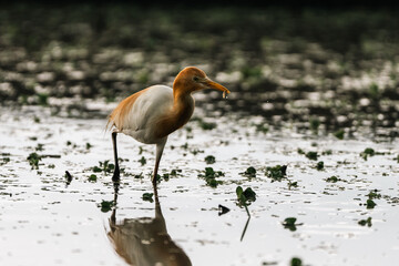 herons, birds, wildlife