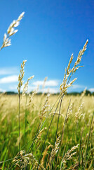 Obraz premium A Gentle Breeze Whispers Through Tall Grass, Swaying Under a Vast Blue Sky.