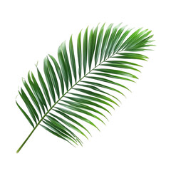 Fototapeta premium A detailed view of a palm leaf highlights its lush green colors and unique texture against a plain PNG backdrop, Close up of palm leafon transparent background Areca palm.