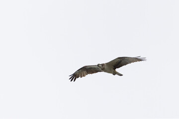 osprey Pandion haliaetus in flight 