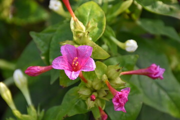 Mirabilis Flower in the Garden: A Vibrant Display of Color
