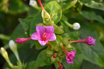 Mirabilis Flower in the Garden: A Vibrant Display of Color
