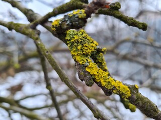 Moss and Lichen: A Close-Up of Nature’s Textured Beauty
