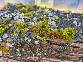 Moss and Lichen: A Close-Up of Nature’s Textured Beauty

