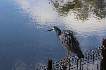 heron