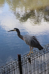 great heron