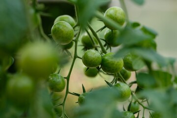A close-up of a vine of green cherry tomatoes growing on a tomato plant