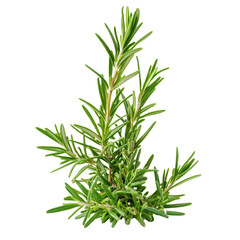 Fresh rosemary plant showcases lush green leaves, highlighting its delightful texture and aroma, Close up of rosemary herb plant on transparent background