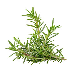 Obraz premium Fresh rosemary herb with vibrant green leaves displayed against a transparent background, ideal for culinary applications, Close up of rosemary herb plant on transparent background