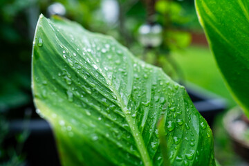 Raindrops on a Chinese Canna Leaves after a Rain shower.