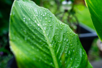 Raindrops on a Chinese Canna Leaves after a Rain shower.