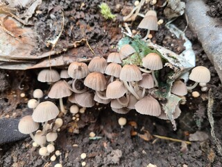 mushrooms in the forest