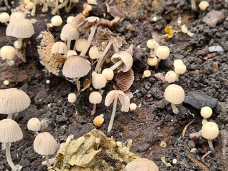 Mushrooms in the Garden: A Close-Up of Nature’s Fungi