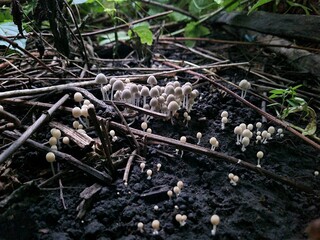 Mushrooms in the Garden: A Close-Up of Nature’s Fungi