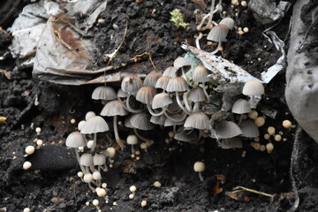 Mushrooms in the Garden: A Close-Up of Nature’s Fungi