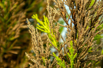 close up view of thuja tree leaves