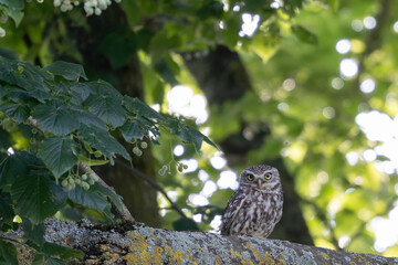 Little Owl Athene noctua in an oak tree