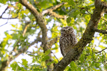 Little Owl Athene noctua in an oak tree