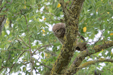 Little Owl Athene noctua in an oak tree
