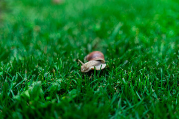 Wineyard Snail in Garden after Rain