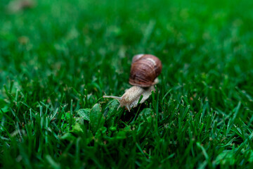 Wineyard Snail in Garden after Rain
