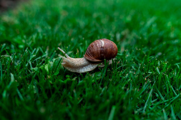 Wineyard Snail in Garden after Rain