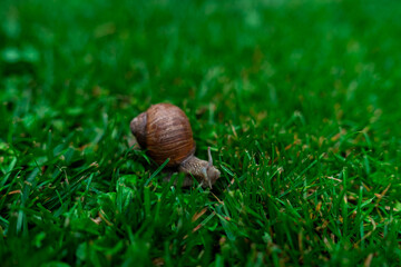 Wineyard Snail in Garden after Rain