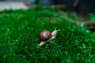 Wineyard Snail in Garden after Rain