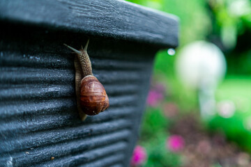 Wineyard Snail in Garden after Rain