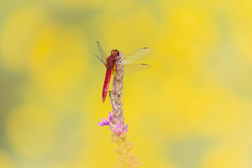 Crocothemis erythraea Scarlet dragonfly or broad scarlet in close-up
