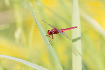 Crocothemis erythraea Scarlet dragonfly or broad scarlet in close-up