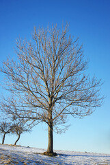 Winter tree on a background of blue sky