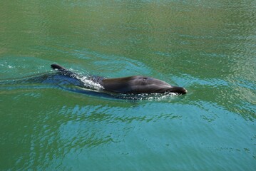 水族館のイルカとクジラ