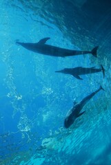 水族館のイルカとクジラ